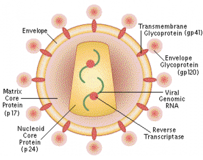 Picture of HIV Virus